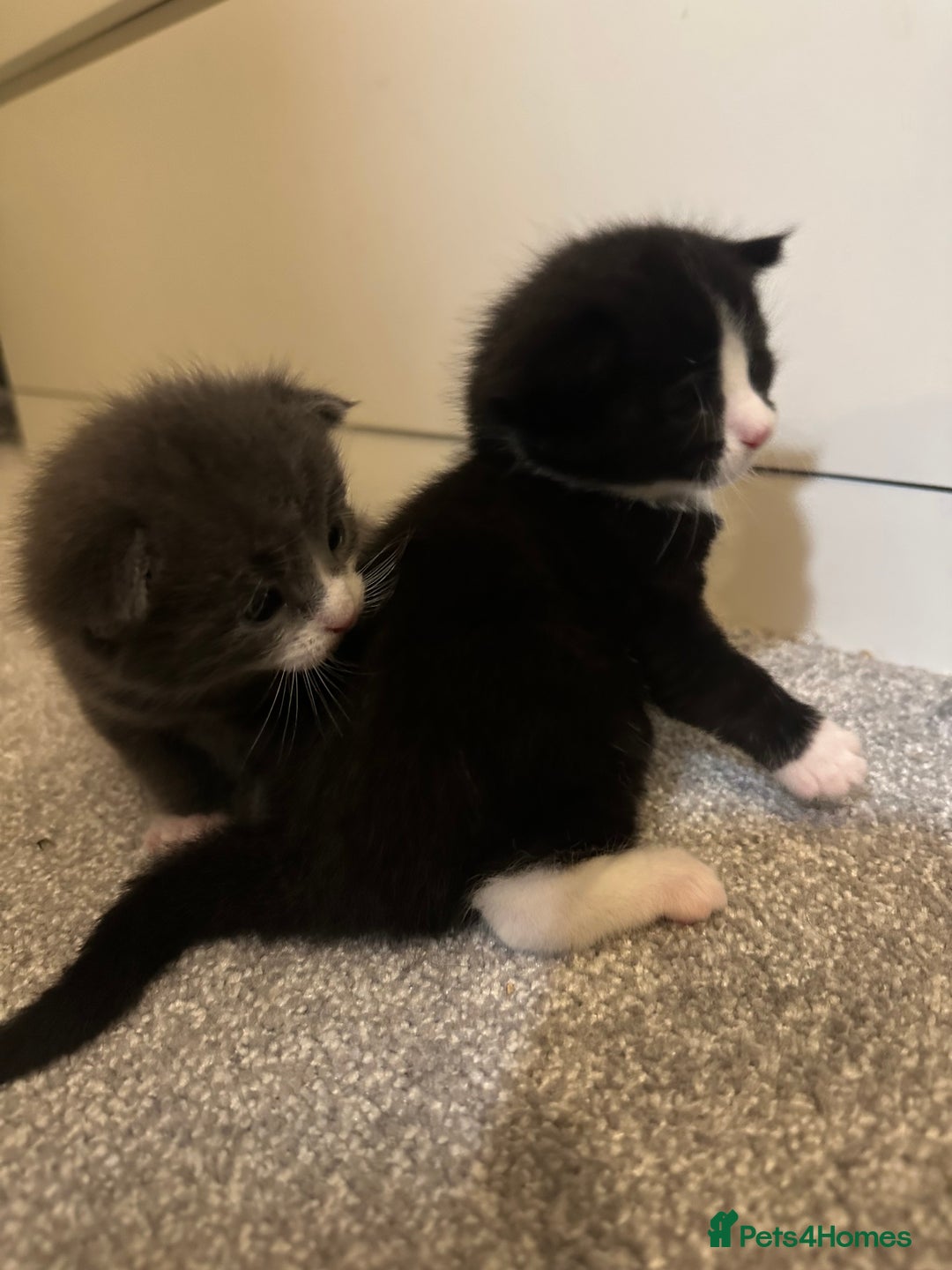 Maine Coon cats for sale: Beautiful mainecoon crosses - Advert 6