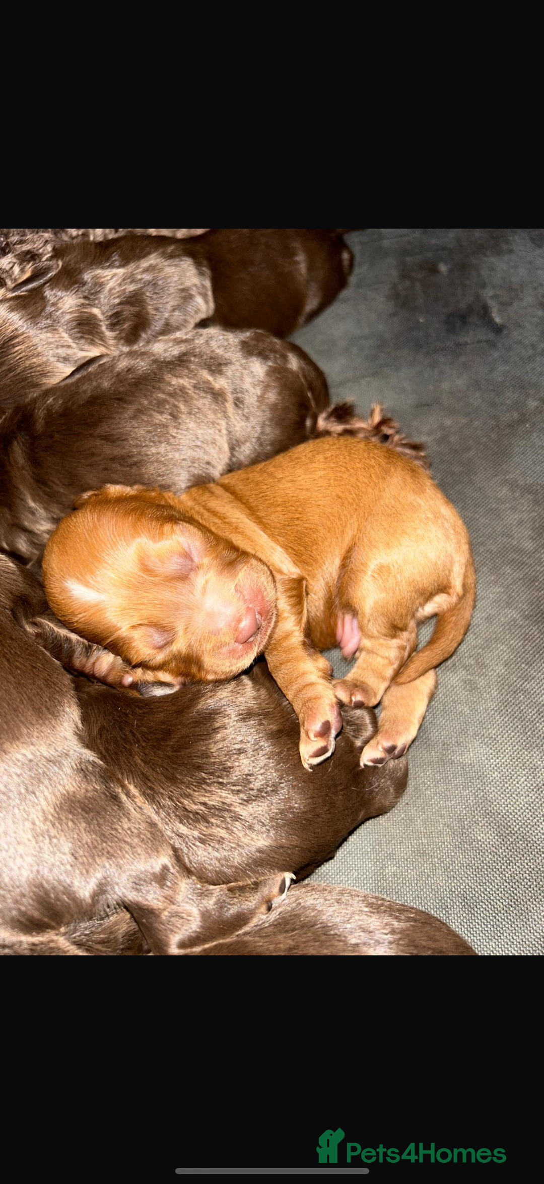 Cockapoo dogs for sale: Cockapoo/ cocker spaniel puppies - Advert 16