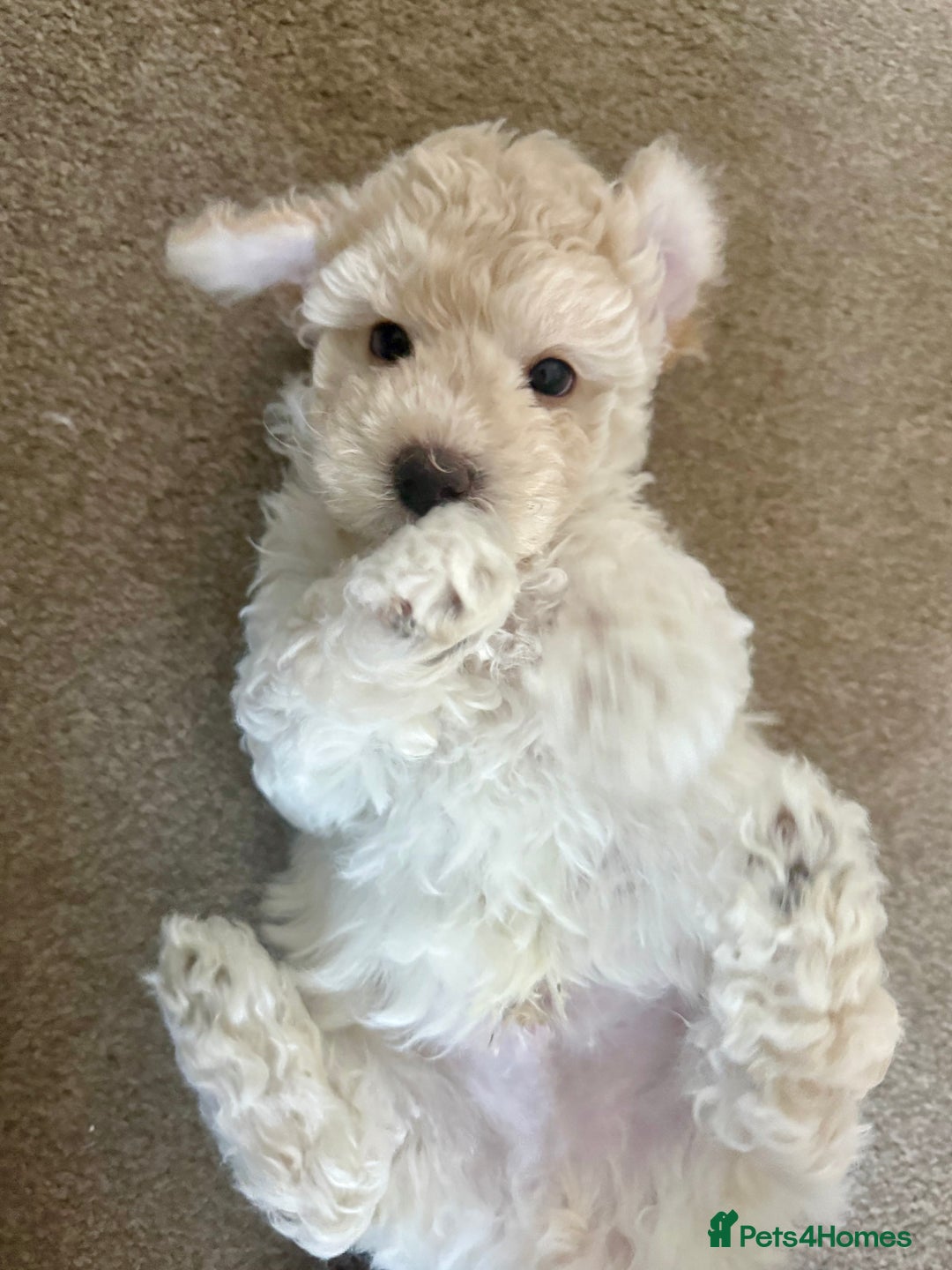 Maltipoo dogs for sale: Ready now - 1 boy left F1B Maltipoo Puppy 💜🐾 - Advert 29