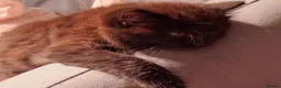 Mixed Breed cats for sale: 2 BLACK Fluffy (Longhaired)  - 3 boys 1 girl - Advert 4