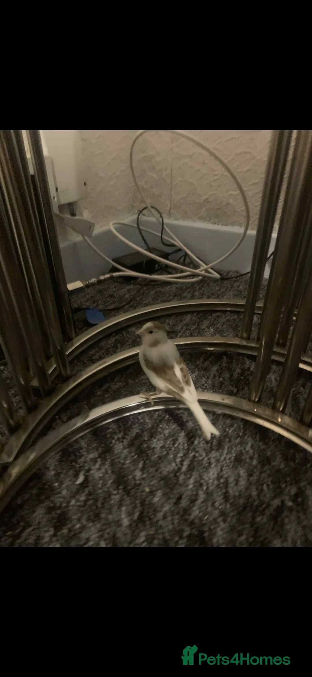 Canaries birds for sale: Fife Border Canaries  - Advert 8