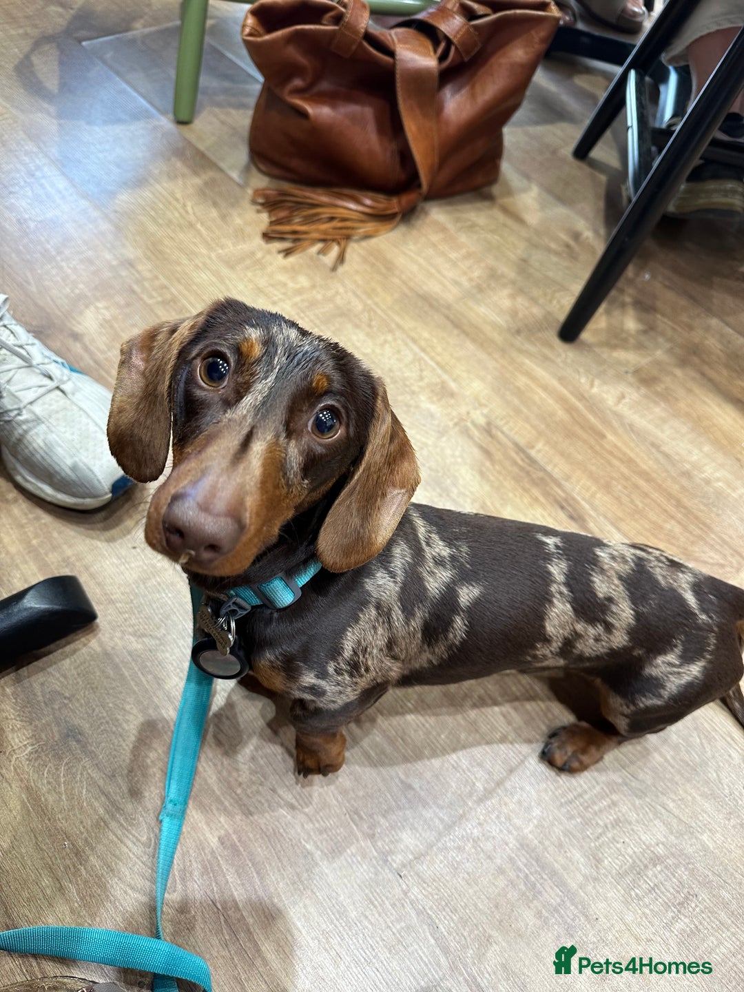 Miniature Dachshund dogs for sale: Otto  - Advert 10