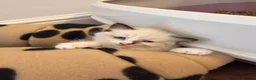 Mixed Breed cats for sale: Lovely kitten  - Advert 4