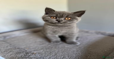 British Shorthair cats - Advert 11