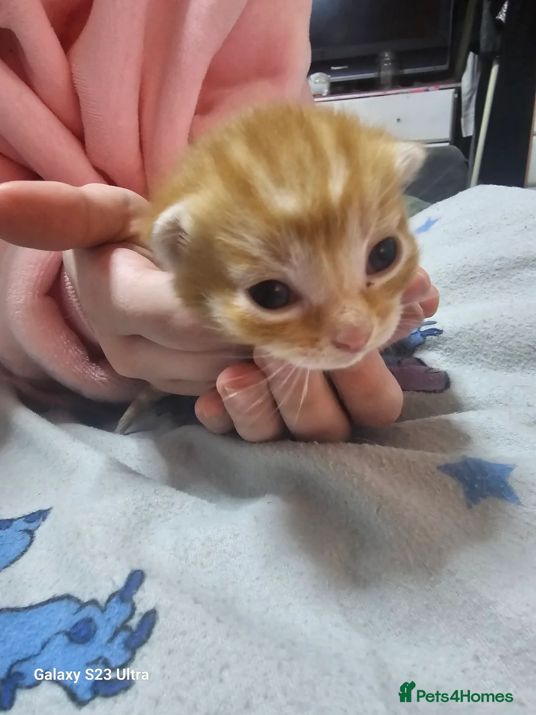 Mixed Breed cats for sale: 3 beautiful babies - Advert 17