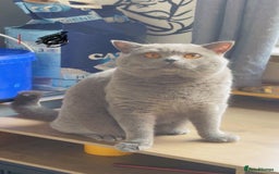 British Shorthair cats for stud: Champion bloodline group type B  - Image 5