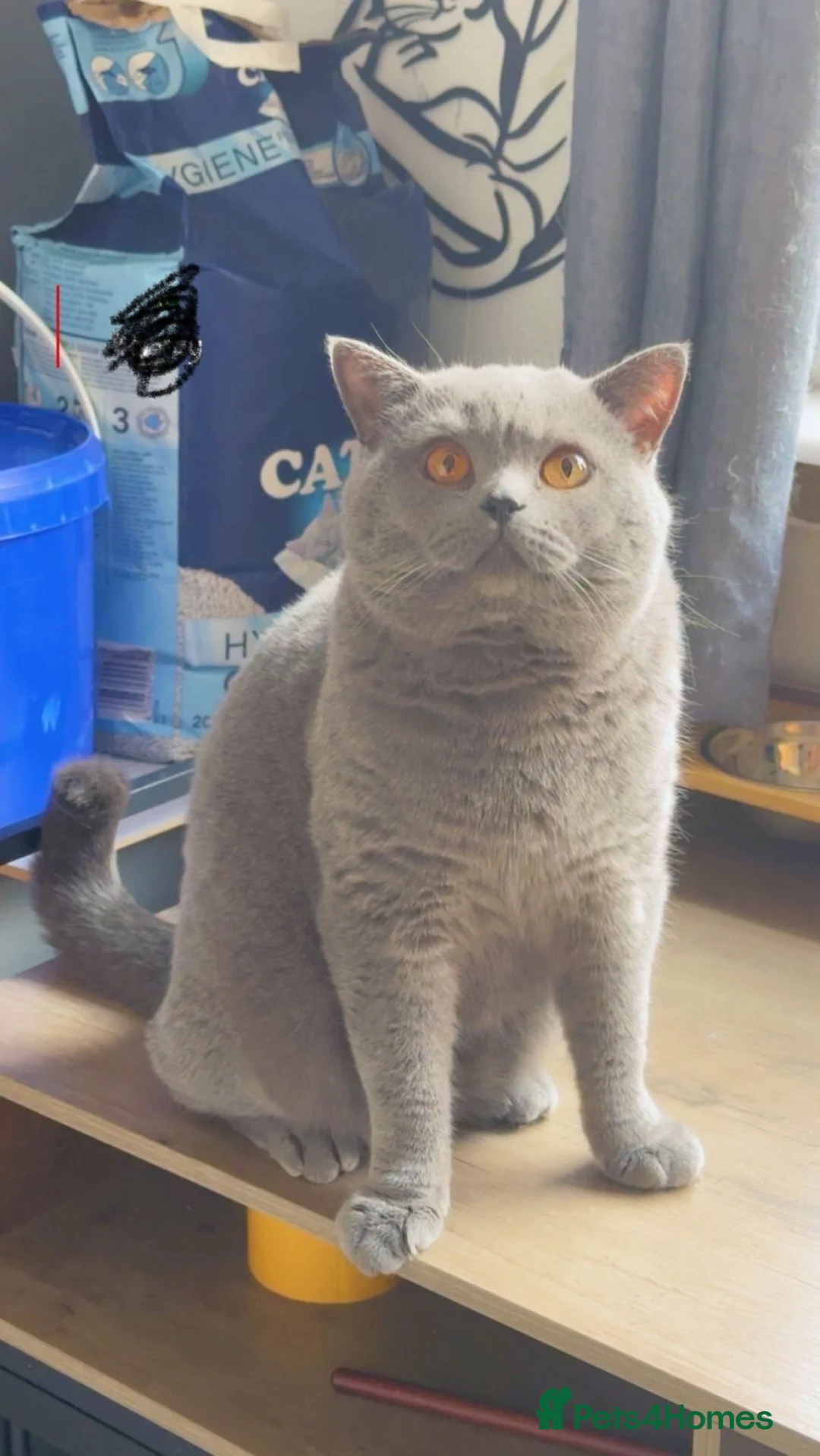 British Shorthair cats for stud: Champion bloodline group type B  - Advert 5