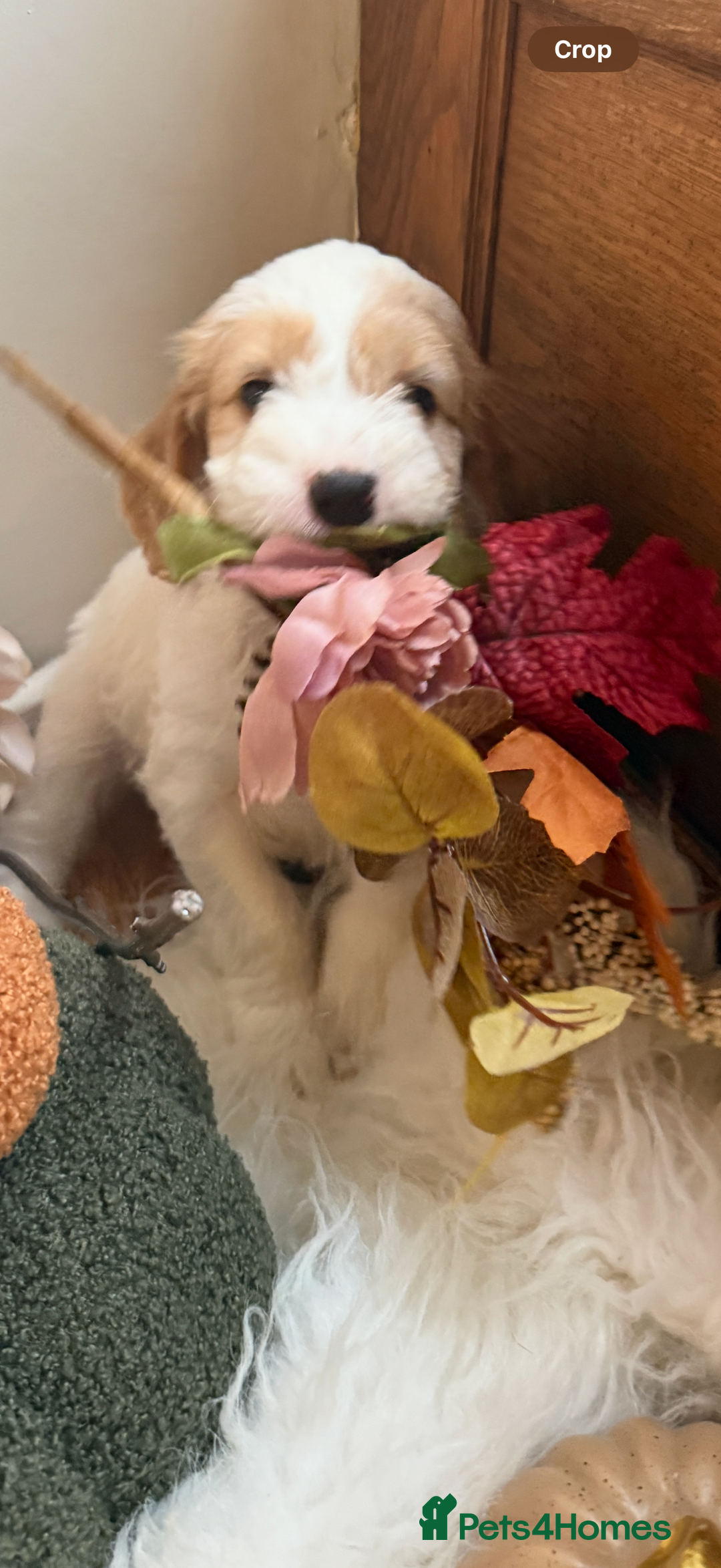 Cockapoo dogs for sale: Gorgeous Cockapoo puppies - Advert 19