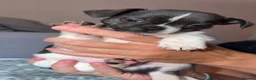 Chihuahua dogs for sale: Beautiful tiny chihuahua’s - Advert 12