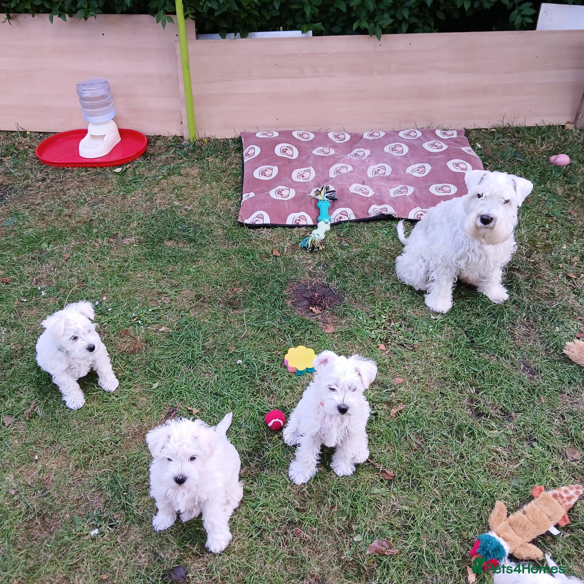 Miniature Schnauzer dogs for sale: Available: 🐾 3 Girls 🐾 2 Boys - Advert 1