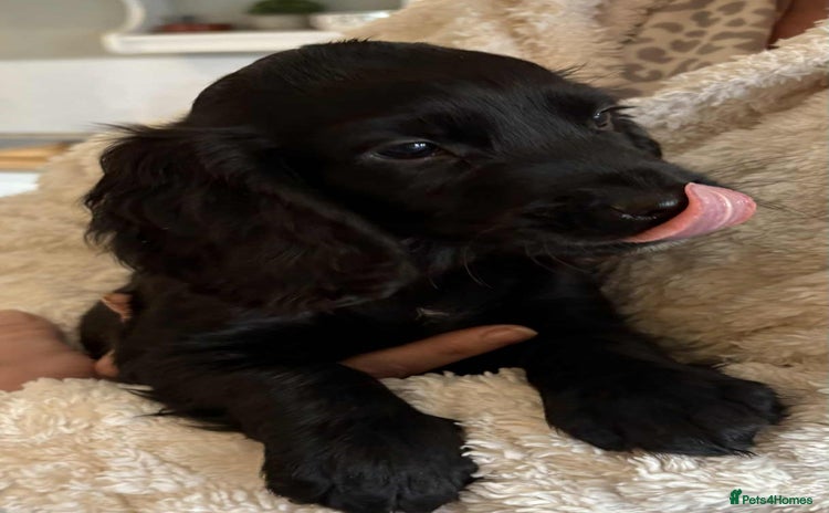 Cocker Spaniel dogs Beautiful Cocker Puppies - Advert 1