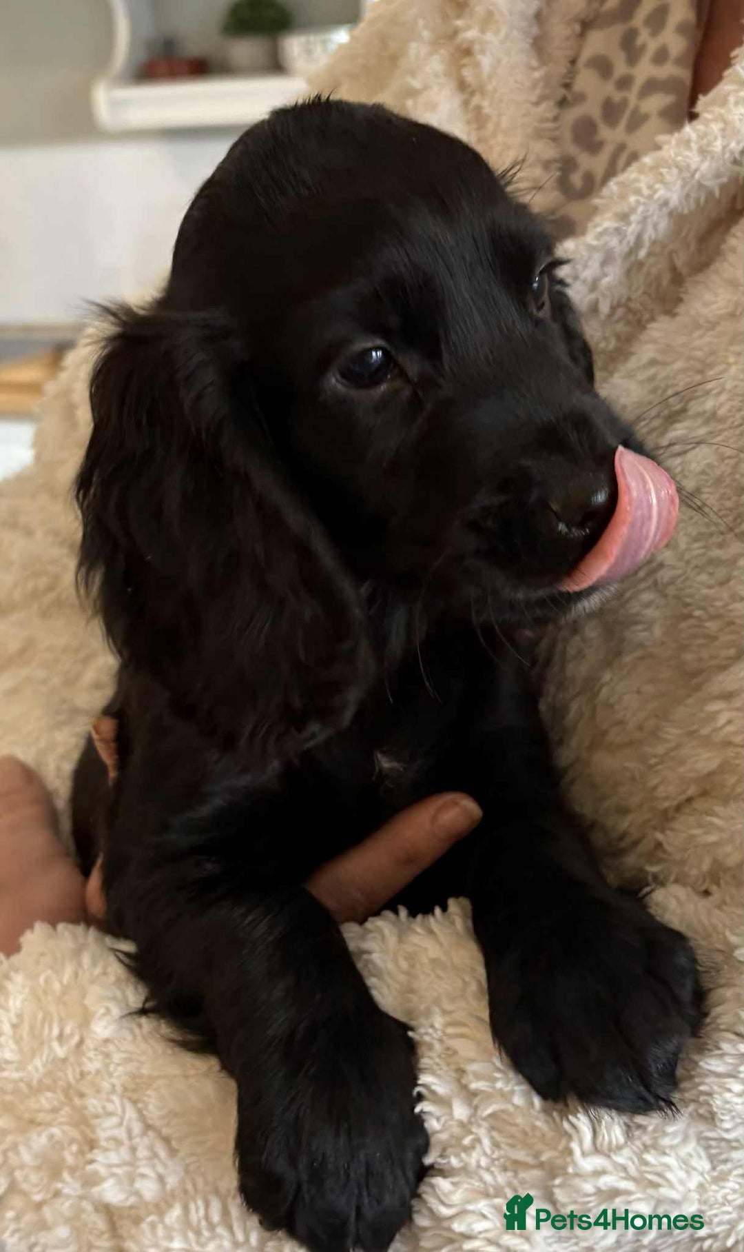 Cocker Spaniel dogs for sale: Beautiful Cocker Puppies - Advert 1