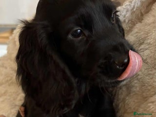 Cocker Spaniel dogs Beautiful Cocker Puppies - Advert 1