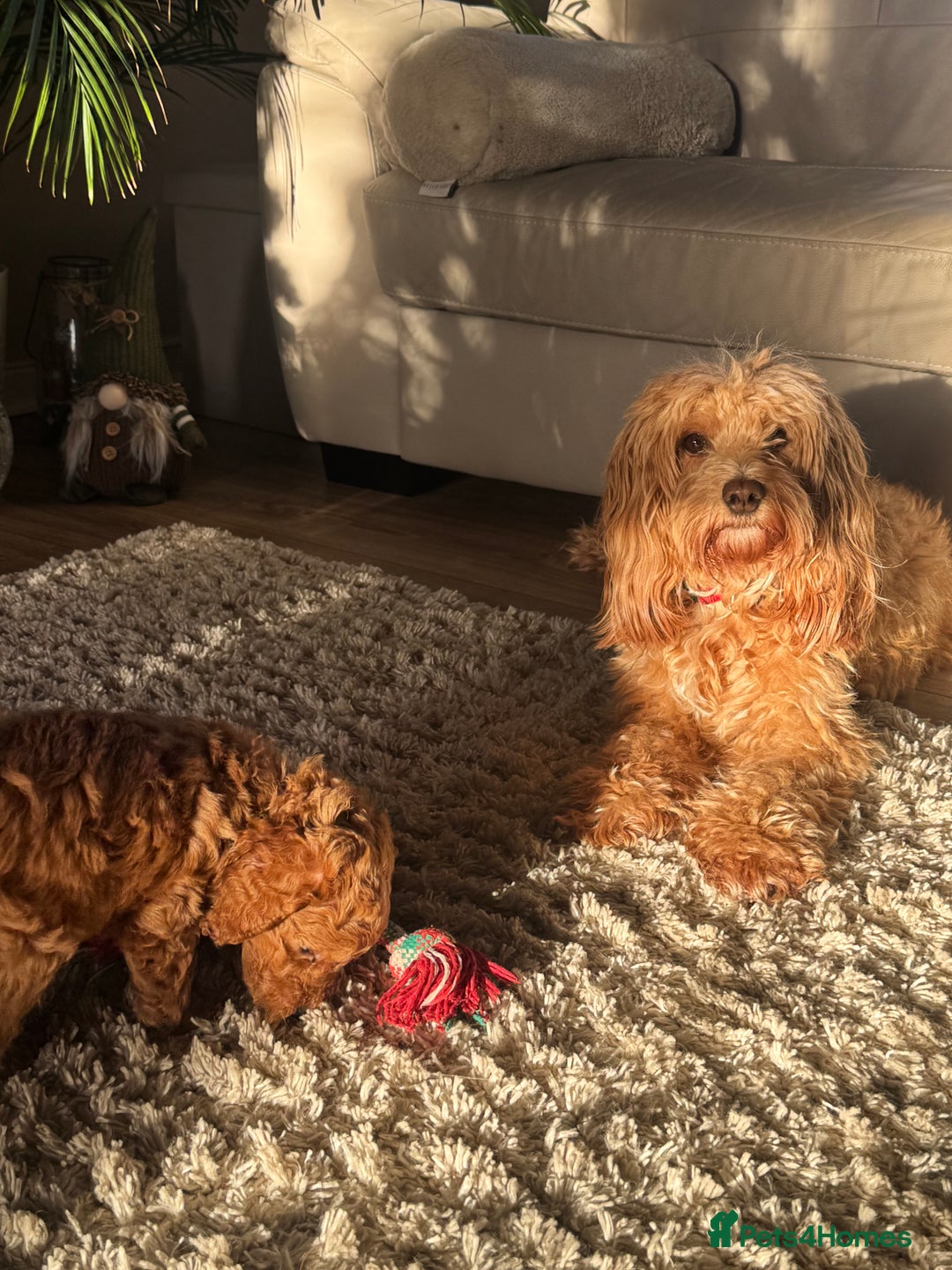 Cockapoo dogs for sale: Beautiful fb1 cockapoo female for sale - Advert 5