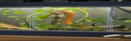 Corn Snake reptiles for sale: Clive – Corn Snake with Vivarium & Complete Setup  in Chorley - Advert 3