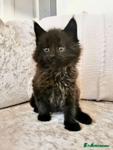 Mixed Breed cats 2 LEFT. Maine Coon Kittens - Advert 2