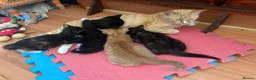 Mixed Breed cats for sale: Adorable kittens ready for loving homes - Advert 1