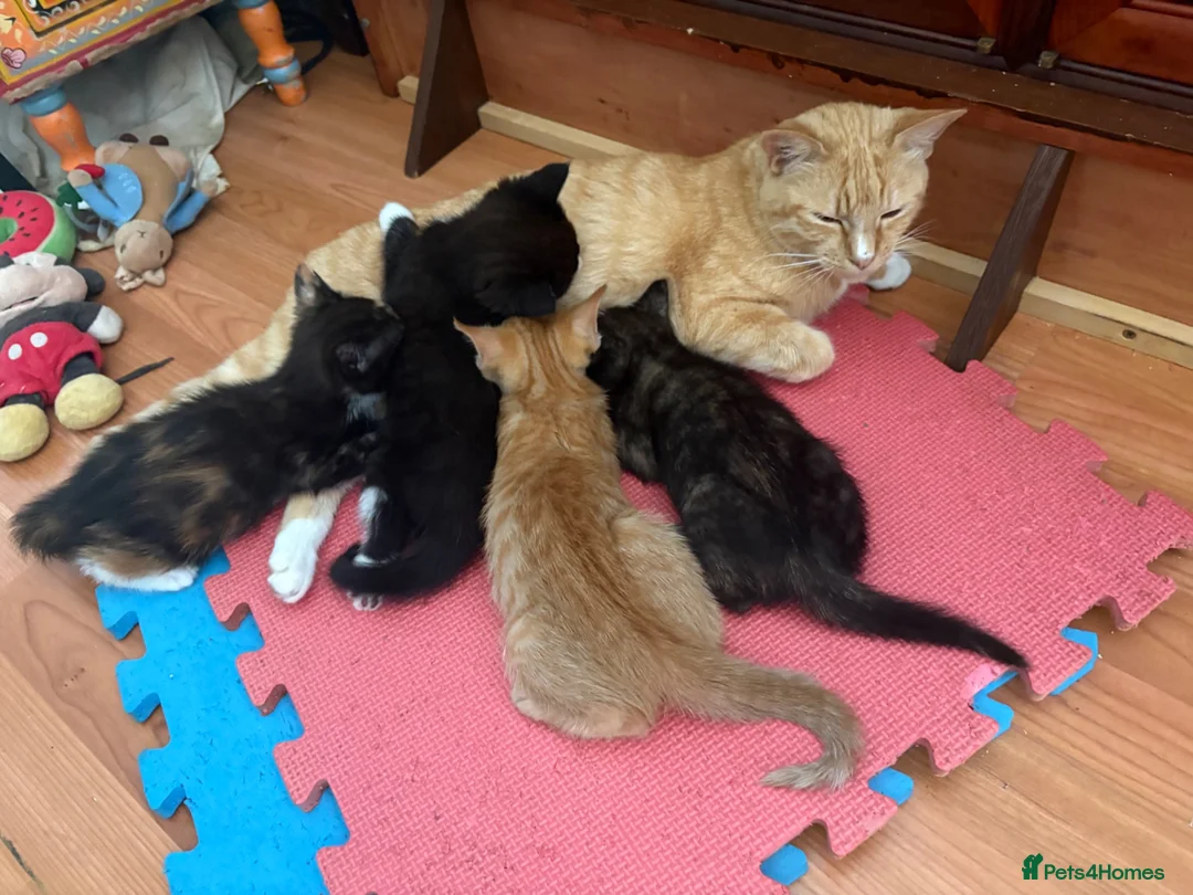 Mixed Breed cats for sale: Adorable kittens ready for loving homes - Advert 1