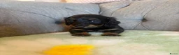 Miniature Dachshund dogs for sale: Miniature Long Haired Daschunds - Advert 5