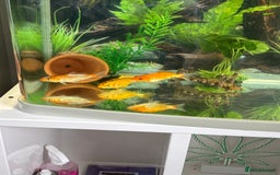 Koi Carp fish for sale: 3 koi carp - young  - Image 3