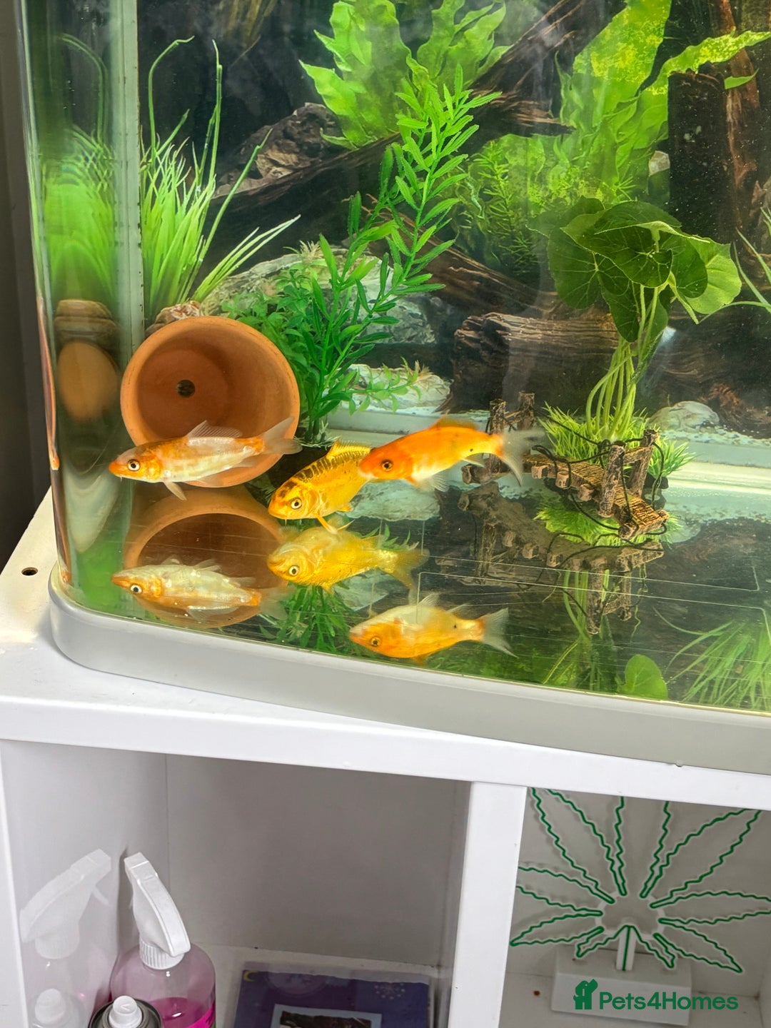 Koi Carp fish for sale: 3 koi carp - young  - Image 3