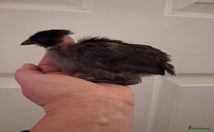 Chickens poultry in Melksham - Advert 16