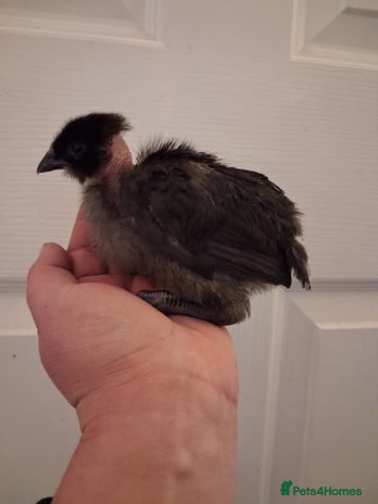 Chickens poultry in Melksham - Advert 10