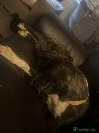 Mixed Breed dogs - Advert 9