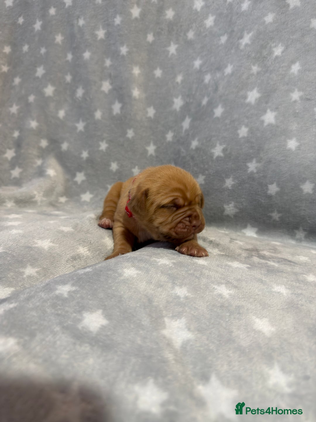 Dogue De Bordeaux dogs for sale: Beautiful Dogue De Bordeaux Puppies - Advert 20