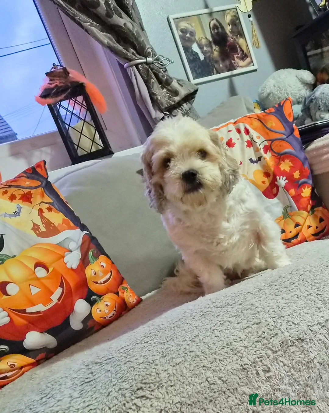 Cava Tzu dogs for sale: Lucky in Neath - Advert 1