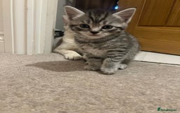 Mixed Breed cats for sale: British shorthair X British shorthair x Tabby - Image 12