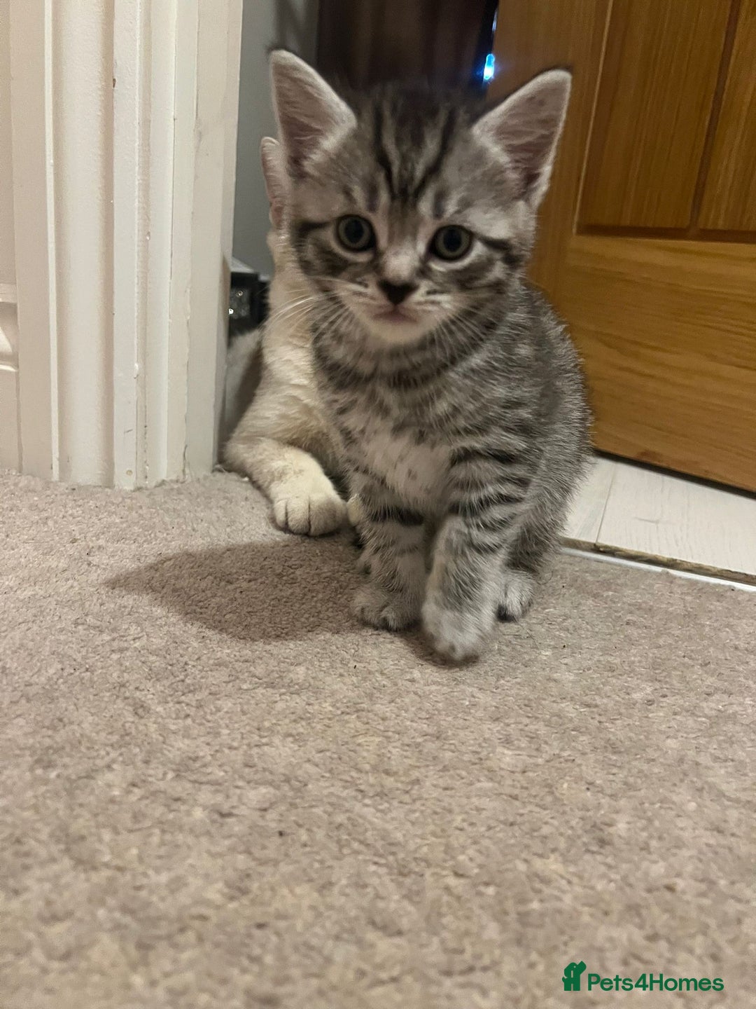 Mixed Breed cats for sale: British shorthair X British shorthair x Tabby - Image 12