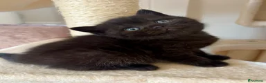 British Shorthair Kitten 3