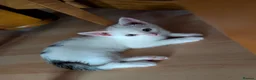 Mixed Breed cats for sale: Kittens  - Advert 15