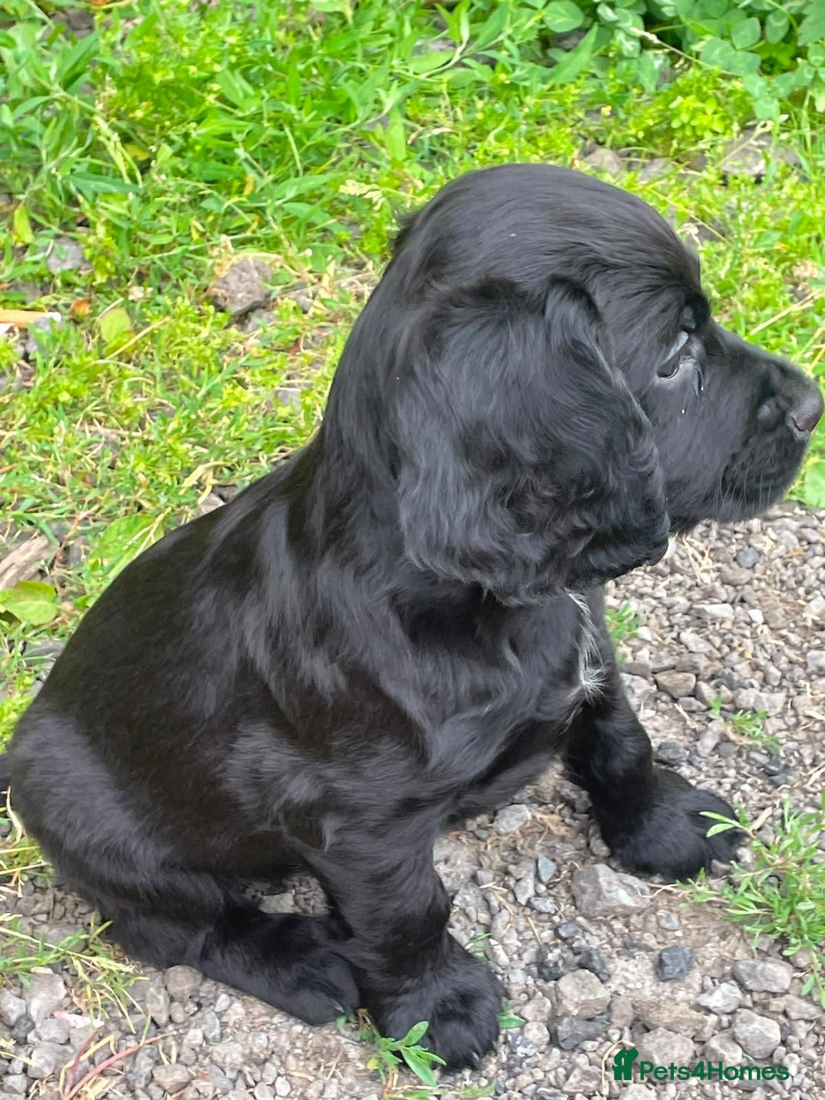 Cocker Spaniel dogs Elite FTCH Penwills Charlie of Winhocklin Puppies - Advert 1