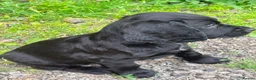 Cocker Spaniel dogs for sale: Elite FTCH Penwills Charlie of Winhocklin Puppies - Advert 2