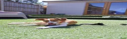 Mixed Breed dogs for adoption: Loyal by name - Loyal in nature - Advert 21