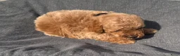 Toy Poodle dogs for sale: Beautiful red toy poodles  - Advert 10