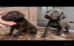 Mixed Breed dogs for sale: GWPxLabxVizsla Puppies  - Image 1