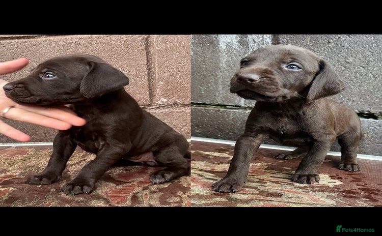 Mixed Breed dogs - Advert 1
