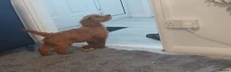 Cockapoo dogs for sale: Red and apricot cockedpoo puppys - Advert 7