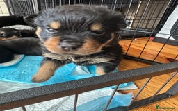 Rottweiler dogs for sale: Rottweiler puppies  - Advert 12