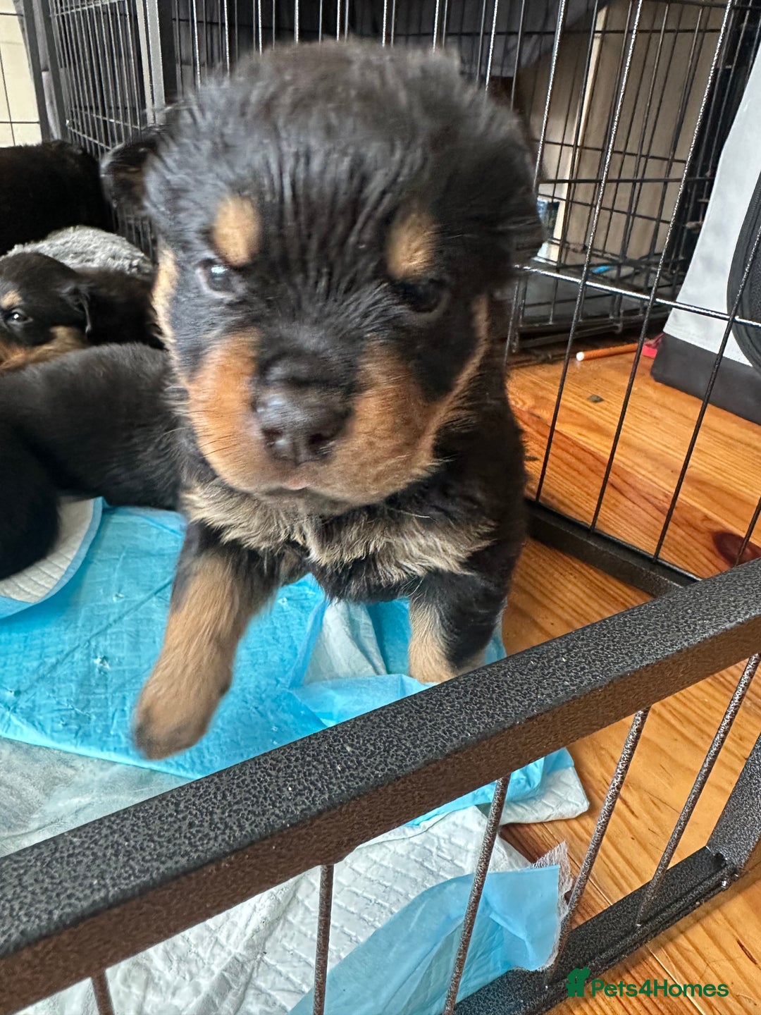 Rottweiler dogs for sale: Rottweiler puppies  - Advert 12