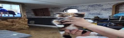 Mixed Breed cats for sale: 4 Kittens For Sale in Leighton Buzzard - Advert 2