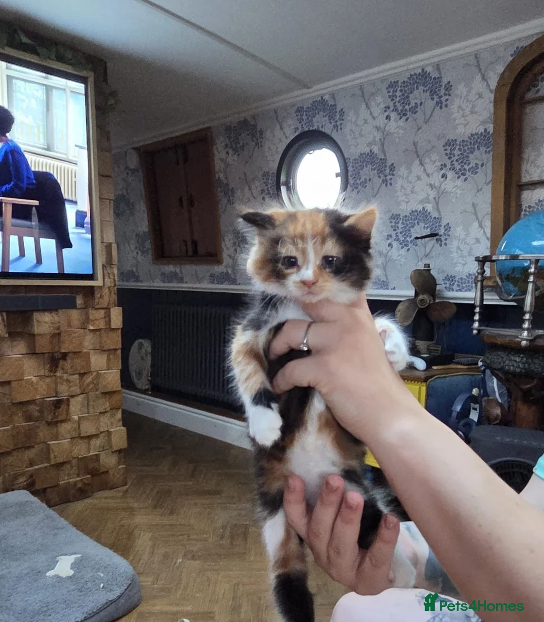 Mixed Breed cats for sale: 4 Kittens For Sale in Leighton Buzzard - Advert 2