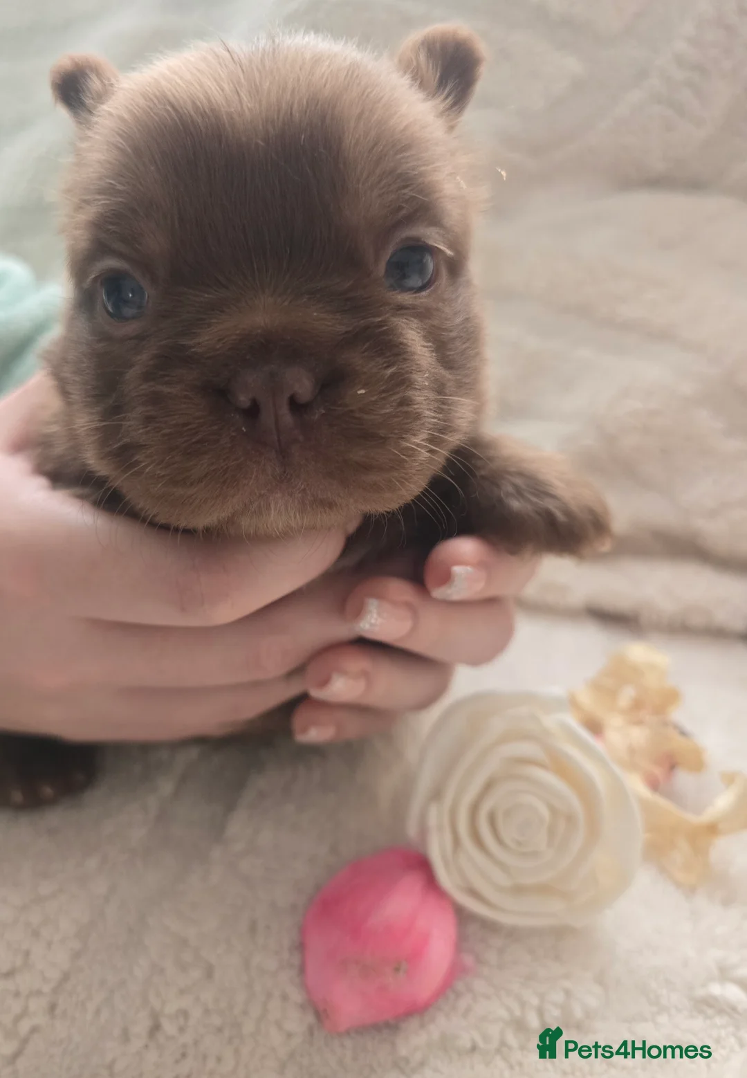 French Bulldog dogs for sale: Fluffy Frenchie  - Advert 17