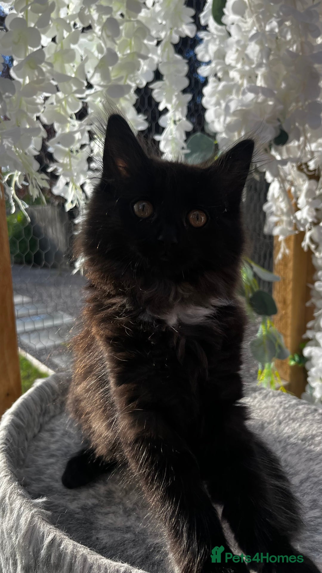 Ragcoon cats for sale: Beautiful ragcoon kittens - Image 26