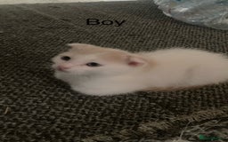 Mixed Breed cats for sale: Scottish Fold Mix with Domestic Shorthair (calico) - Image 11