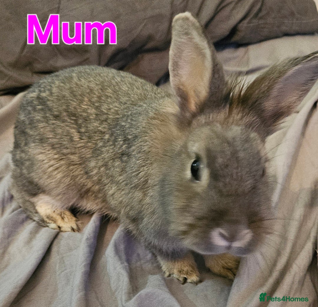 Netherland Dwarf rabbits for sale: READY TO LEAVE Netherland dwarf   - Advert 3