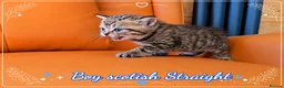Scottish Fold cats for sale: Scotish Fold Kittens - Advert 6